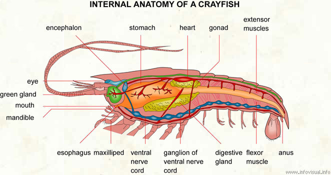 Internal anatomy of a crayfish  (Visual Dictionary)